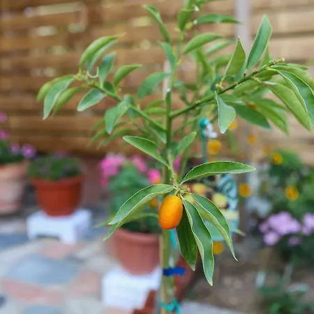 Christina's House By Guestcorfu Holiday home *